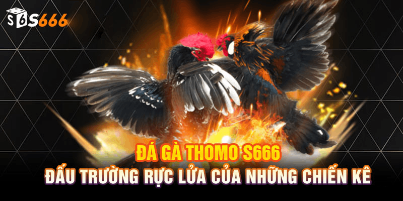 Nhà cái S6666 nơi đá gà Thomo uy tín nhất hiện nay